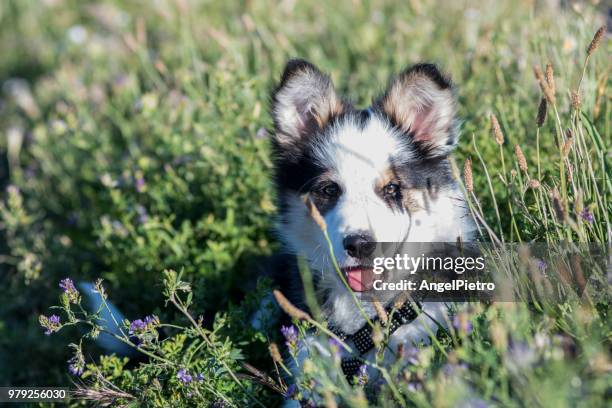 the border collie poppy dog among the spring flowers - retrato ストックフォトと画像