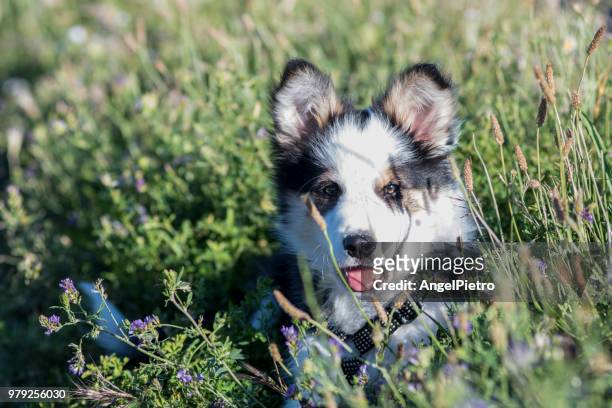 the border collie poppy dog among the spring flowers - miguelangelortega stock pictures, royalty-free photos & images