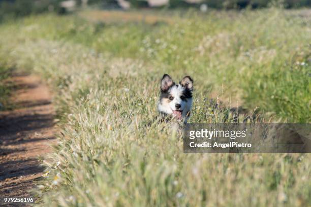 the border collie poppy dog among the spring flowers - miguelangelortega stock pictures, royalty-free photos & images