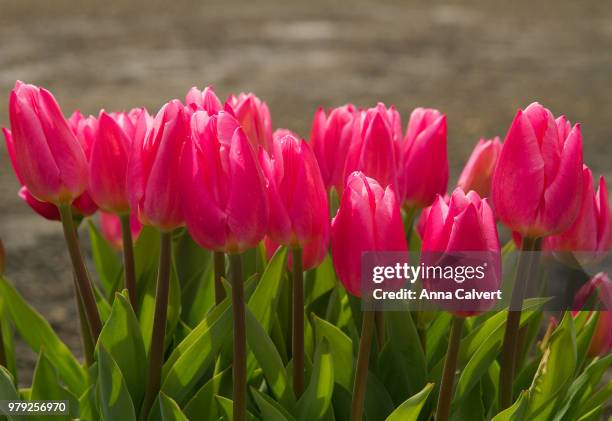 pink tulips at the woodburn tulip farm, oregon - woodburn fotografías e imágenes de stock