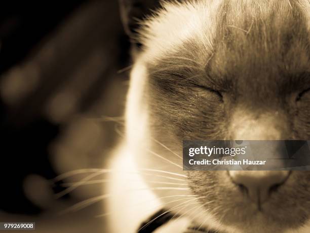 katze 1 - katze stock pictures, royalty-free photos & images