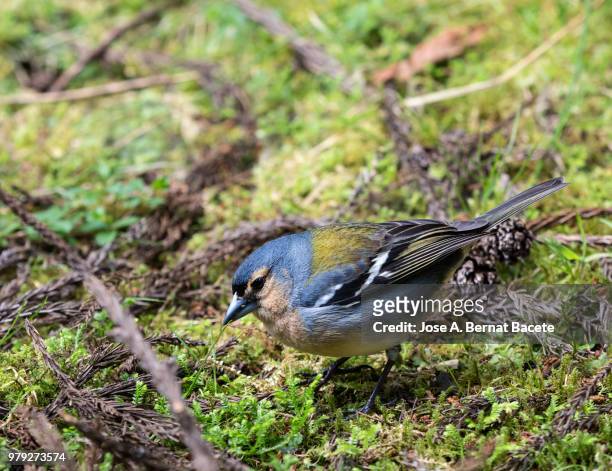 azores bullfinch (pyrrhula murina), resting on a rock in island of terceira, azores islands, portugal. - vulnerable species stock pictures, royalty-free photos & images