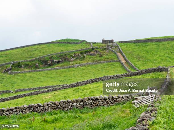pastoral landscape, green fields and plows for cultivation separated by stone walls. terceira island in the azores islands, portugal. - feldweg grüne wiese kühe stock-fotos und bilder