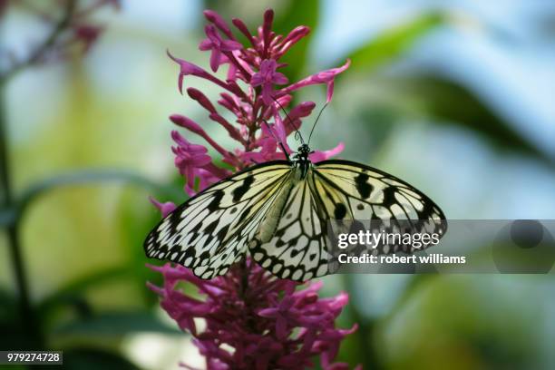 paper kite butterfly 1 - paper kite butterfly stock pictures, royalty-free photos & images