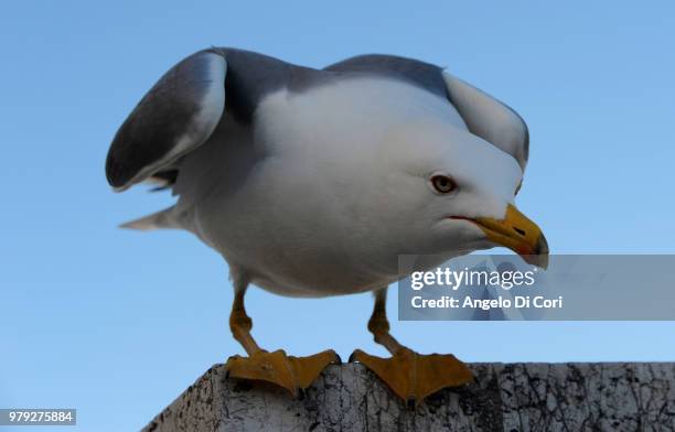 roma - gabbiano - cori stock pictures, royalty-free photos & images