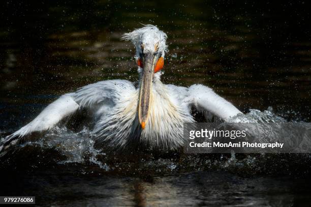 pelican the phelps - monsees stock-fotos und bilder