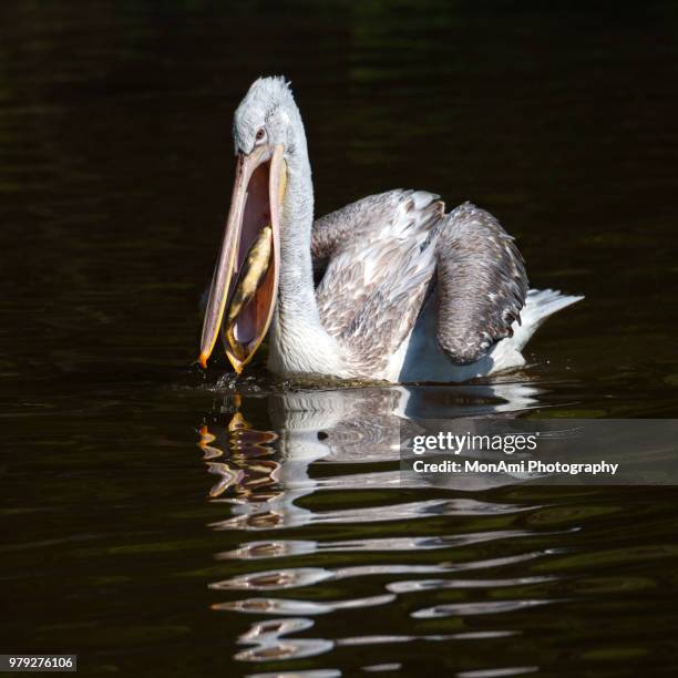 great white pelican 2 of 3 - monsees stock-fotos und bilder