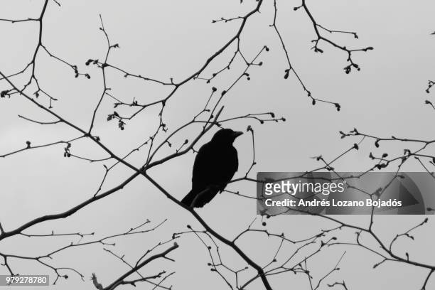 silueta de un cuervo - silueta stockfoto's en -beelden