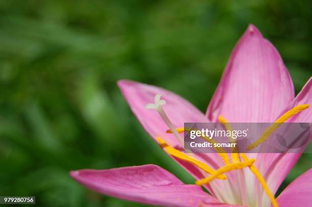 Lirio Script Lirio Photos and Premium High Res Pictures - Getty Images