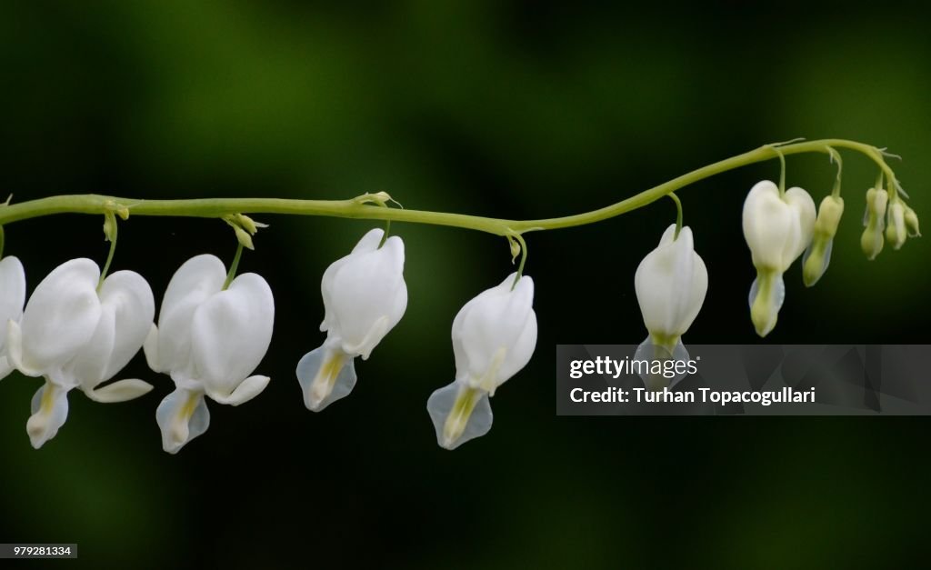 Bleeding Heart