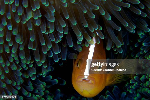 mabul - borneo malese - malese stockfoto's en -beelden