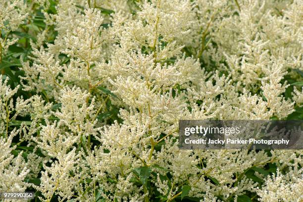 close-up image of white astilbe flowers in the summer sunshine - astilbe stock pictures, royalty-free photos & images