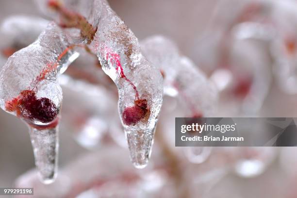 burning bush berry chilled - burning bush stock-fotos und bilder