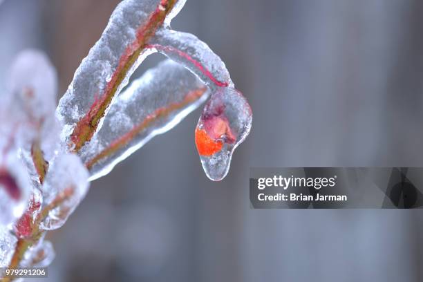 iced burning bush berry - burning bush stock-fotos und bilder