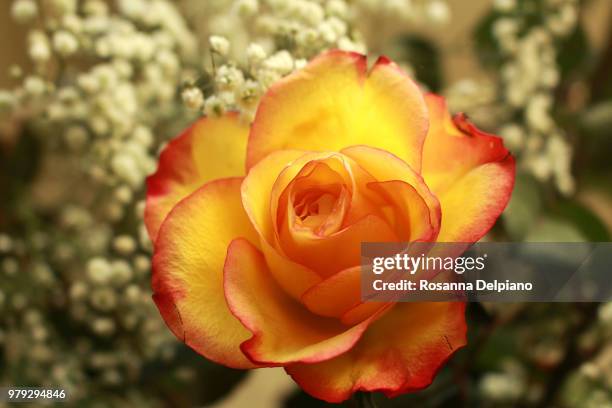 rose et muguet premier mai - bouquet de muguet stockfoto's en -beelden
