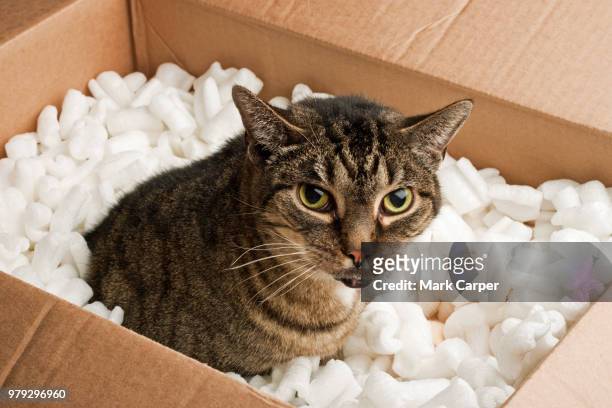 annoyed cat packing peanuts - ugly cat stockfoto's en -beelden