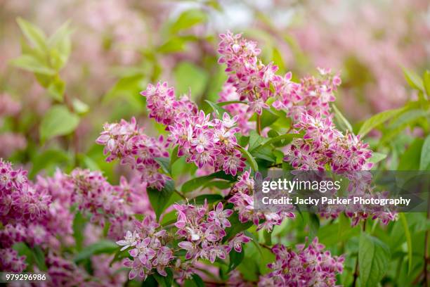 beautiful pink flowers of the summer flowering deutzia × hybrida 'strawberry fields' deutzia 'strawberry fields' - lymington stock pictures, royalty-free photos & images