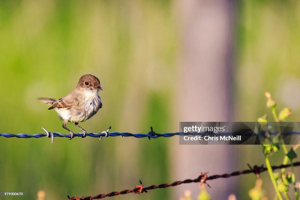 Eastern Wood-Pewee