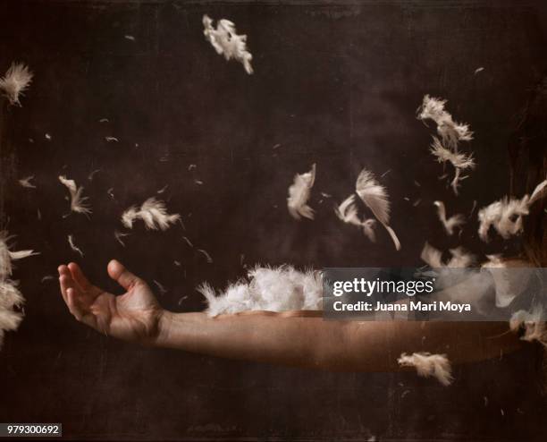 arms becoming wings. conceptual photography. - rebirth stockfoto's en -beelden