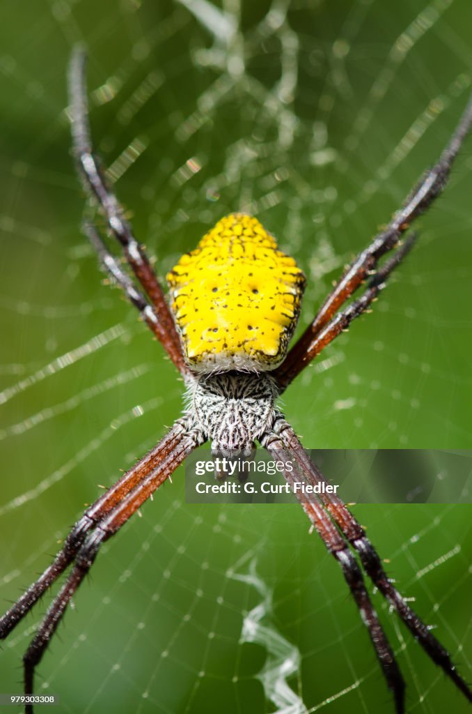 Hawaiian Garden Spider (Argiope appensa) on web, Guam, USA