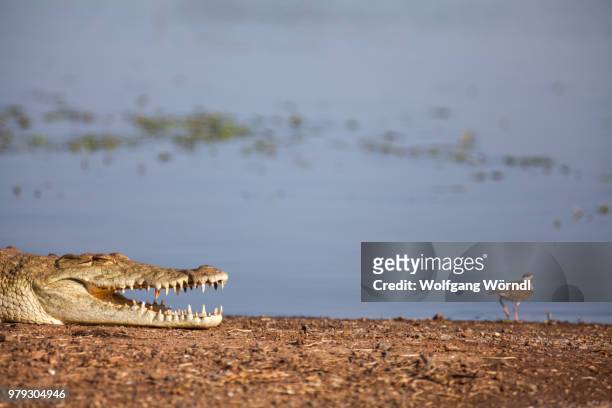 crocodile - wolfgang wörndl 個照片及圖片檔