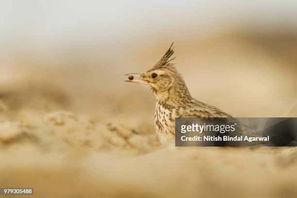 crested lark. - crested lark stock pictures, royalty-free photos & images