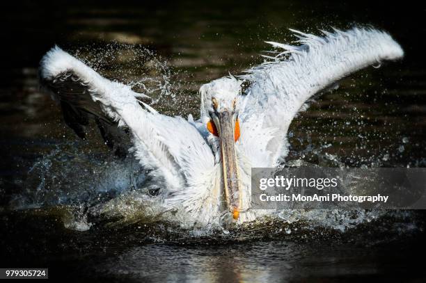 dalmatian pelican's sprint - monsees stock-fotos und bilder