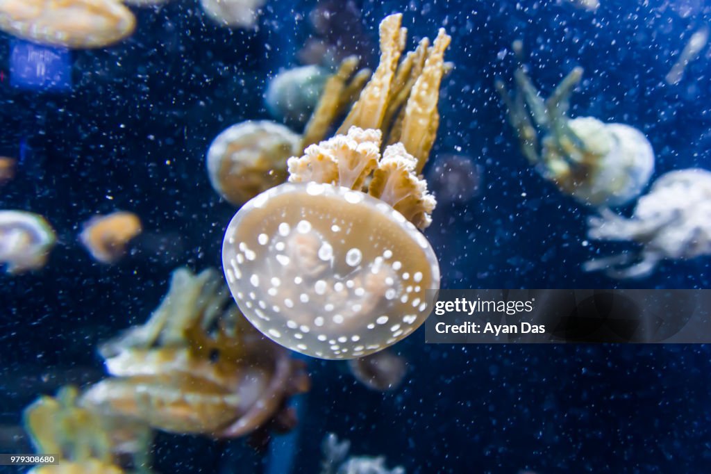 Jellyfish : Marine Life