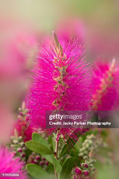 the vibrant pink flowers of the summer flowering shrub callistemon viminalis 'hot pink' also known as the bottlebrush plant - lymington stock pictures, royalty-free photos & images