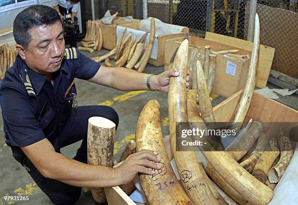 -- An undated file photo shows a Thai custom officer inspecting illegal ivory at the airport in Bangkok. A bid by Zambia and Tanzania to sell...