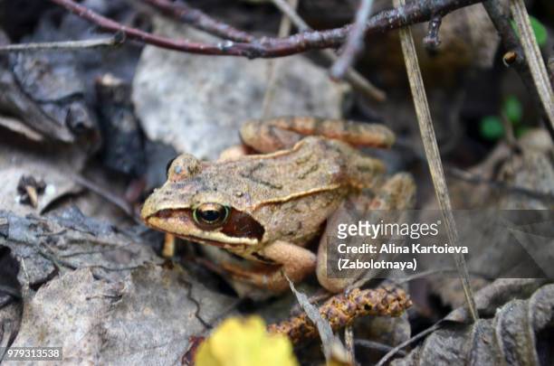 gold frog - kaltblüter stock-fotos und bilder