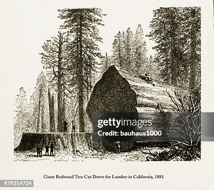 Giant Redwood Tree Cut Down for Lumber in California, 1881