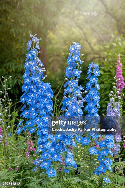 the vibrant blue colour of the summer flowering delphinium 'loch nevis' in the hazy sunshine - delphinium stock pictures, royalty-free photos & images