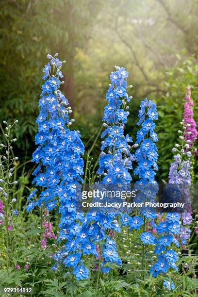 the vibrant blue colour of the summer flowering delphinium 'loch nevis' in the hazy sunshine - riddarsporresläktet bildbanksfoton och bilder