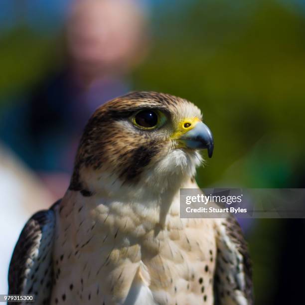 hawk eye - hawk eye stock pictures, royalty-free photos & images