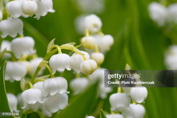 lily of the valley (convallaria majalis) - lily of the valley stock pictures, royalty-free photos & images