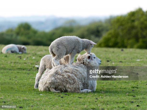 piggyback / "sheepyback - ashley lamb stock-fotos und bilder