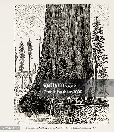 Lumberjacks Cutting Down a Giant Redwood Tree in California, 1893