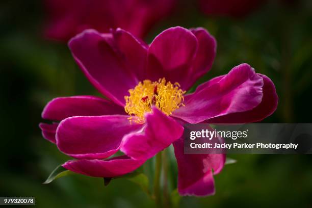 close-up image of a vibrant red, summer flowering peony flower head - lymington stock pictures, royalty-free photos & images