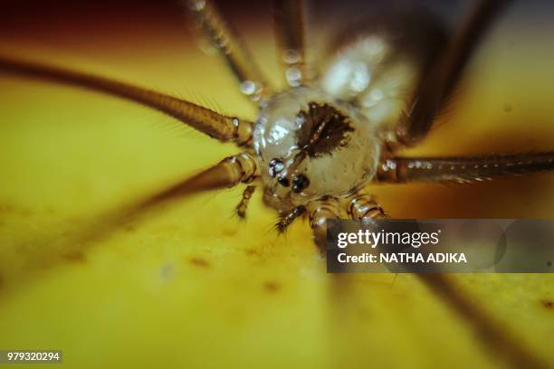 Nathha Insect Natha Photos and Premium High Res Pictures - Getty Images