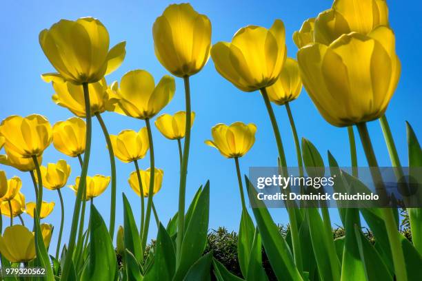 yellow tulips - 2 cents stockfoto's en -beelden