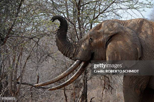 -- File picture dated August 21, 2009 shows an elephant using its trunk to reach the upper branches of a tree over the dry brush as it searches for...