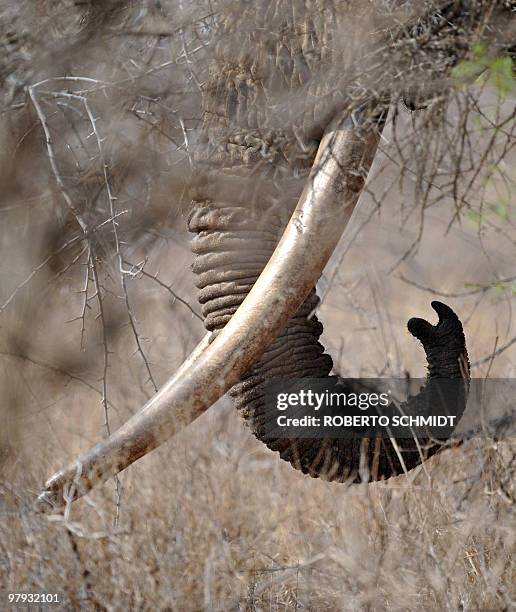 -- File picture dated August 21, 2009 shows an elephant using its trunk to reach the upper branches of a tree over the dry brush as it searches for...