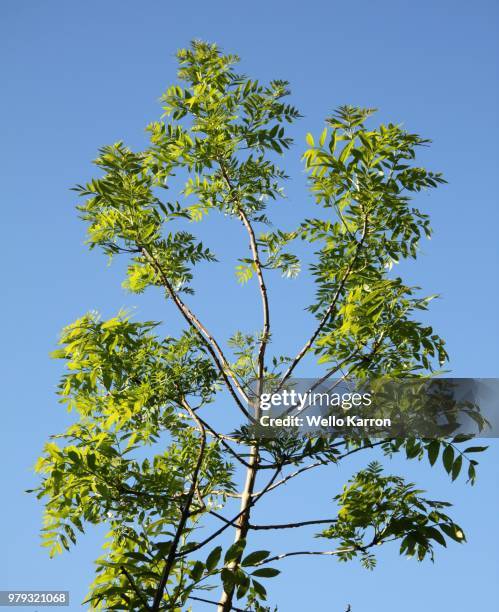 ash tree - ash tree leaf photo vertical stock pictures, royalty-free photos & images