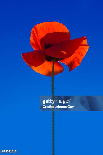 poppy - lejeune stock pictures, royalty-free photos & images