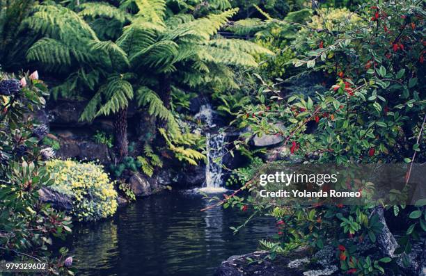 garden of reflection - australia summer reflection foto e immagini stock