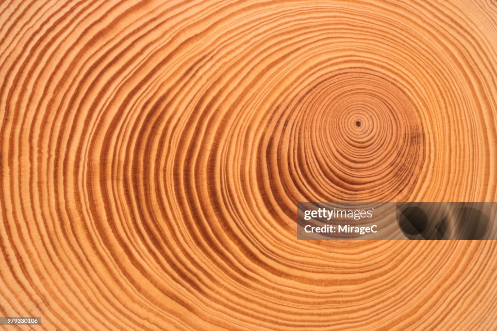 Tree Ring High-Res Stock Photo - Getty Images