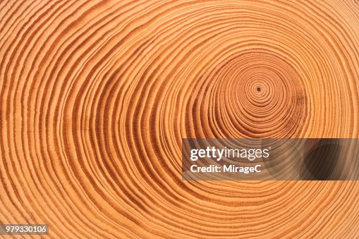 Tree Ring Tree Ring