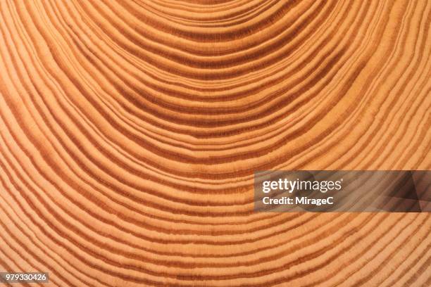 tree ring - radial symmetry stock pictures, royalty-free photos & images