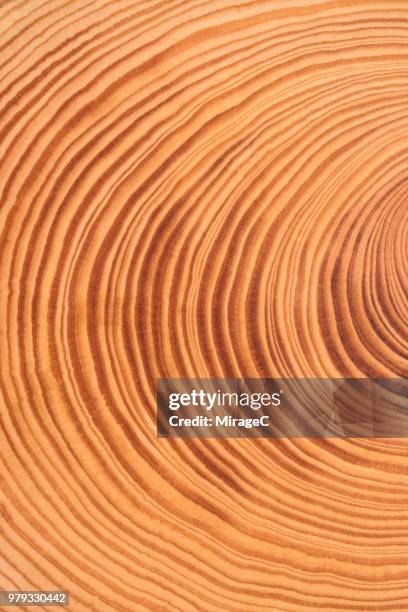 tree ring - radiale symmetrie stock-fotos und bilder